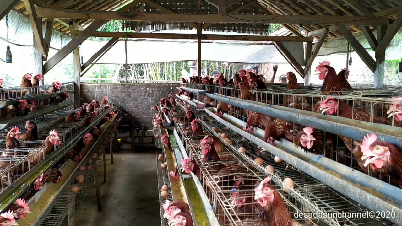 TERNAK AYAM PETELUR DESA DASUN 