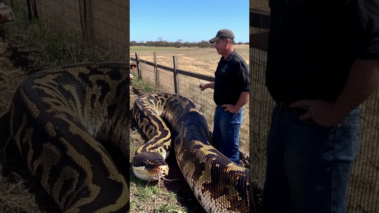 Farmer Finds Gigantic Snake in the Field! 🐍🚜 