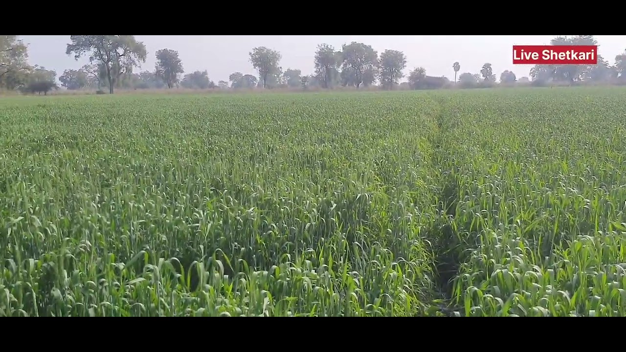 Gehu Tree lokwan gehu seeds variety | how to gehu seeds variety | लोकवन गेहूं की ...