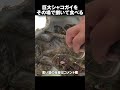 巨大なシャコ貝をそ場で捌いて食べる漁師 #Shorts