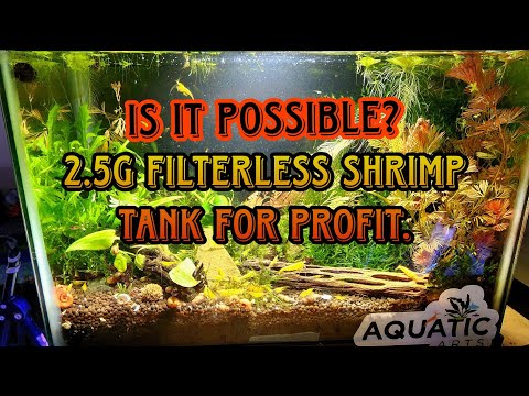 2.5 G. LOW TECH BREEDING SHRIMP FOR PROFIT: UPDATE @ 4 Months.  Shrimp & Fish Fry #betta #shrimp