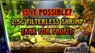 2.5 G. LOW TECH BREEDING SHRIMP FOR PROFIT: UPDATE @ 4 Months.  Shrimp & Fish Fry #betta #shrimp screenshot 3