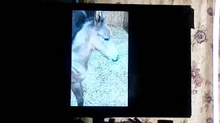 LolA The Chatty Foal 💛☺💛💛💛💜❤💙💚