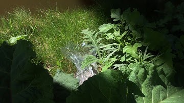 upsammy - Reality Paces The Platform (Official Video)