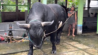 Download Lagu SAPI MONSTER PERSIAPAN QURBAN KANDANG PEDALAMAN‼️ MP3