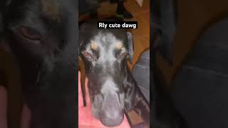 Dog popipo