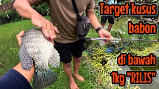 Mancing Nila  Target Khusus Babon Dibawah Satu Kilo Rilis