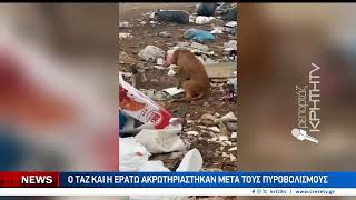 Μάχη με το χρόνο για τα αδέσποτα στον καταυλισμό της Νέας Αλικάρνασσου