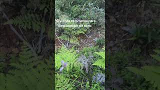 no, no te dejes lastimar.se tu mism@ #refugiomental #videoviral  #youtubeshort
