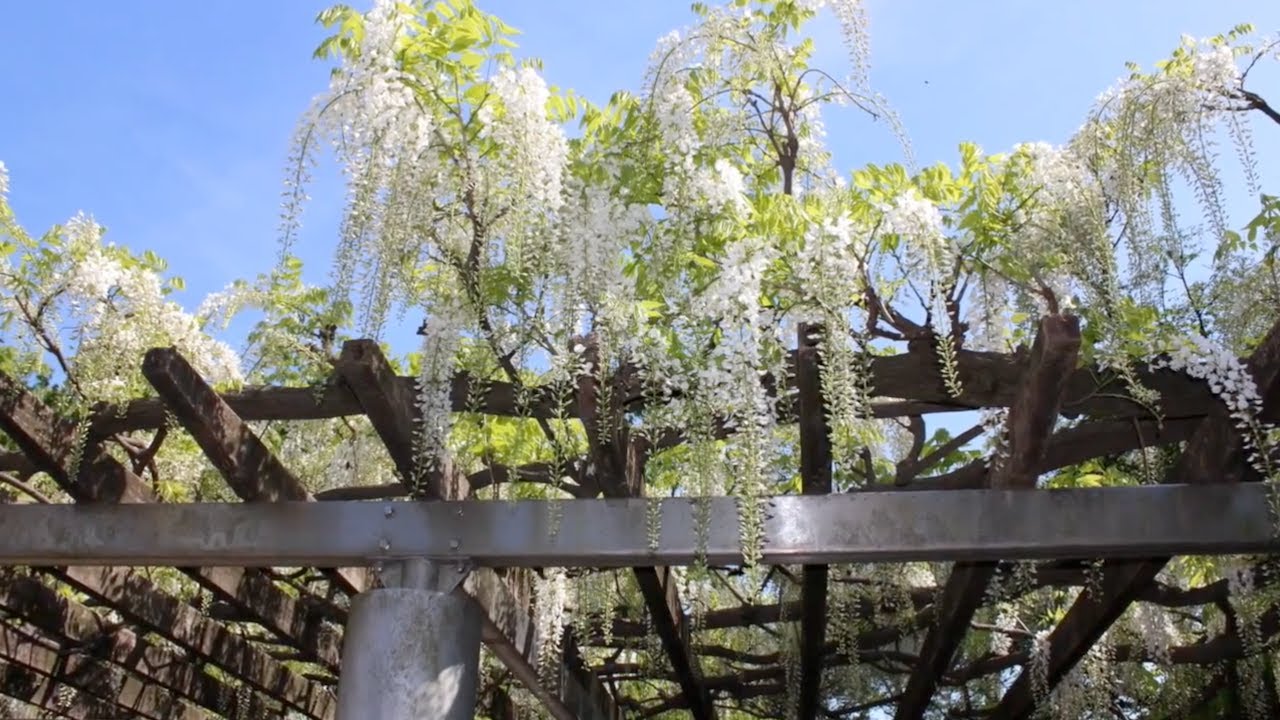 梶ヶ谷第一公園 川崎市高津区 Kajigaya Dai Ichi Park Takatsu Ward Kawasaki City Youtube