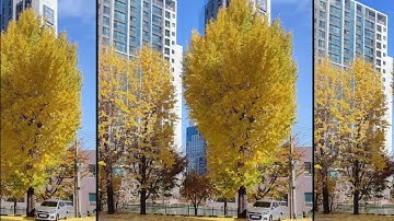 [Timelapse] A year of Ginkgo Trees.