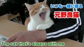 видео: Кот, который всегда со мной картинка: Кот, который всегда со мной