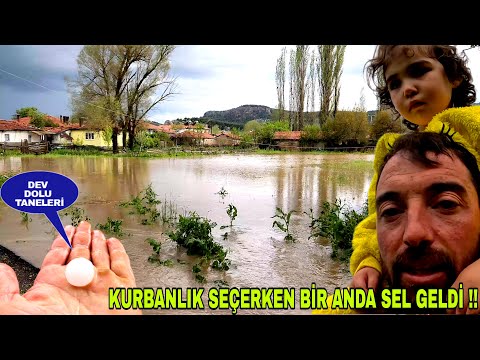 KURBANLIK BELİRLERKEN BİR ANDA HERYER SEL OLDU !! BÖYLE YAĞMUR GÖRMEDİM~İKİ SÜRÜYÜDE SELDEN GEÇİRDİK