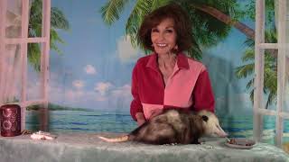 Possum too long at the Spa  #comedyvideos #animals #possum #funny #possumkingdom #comedy
