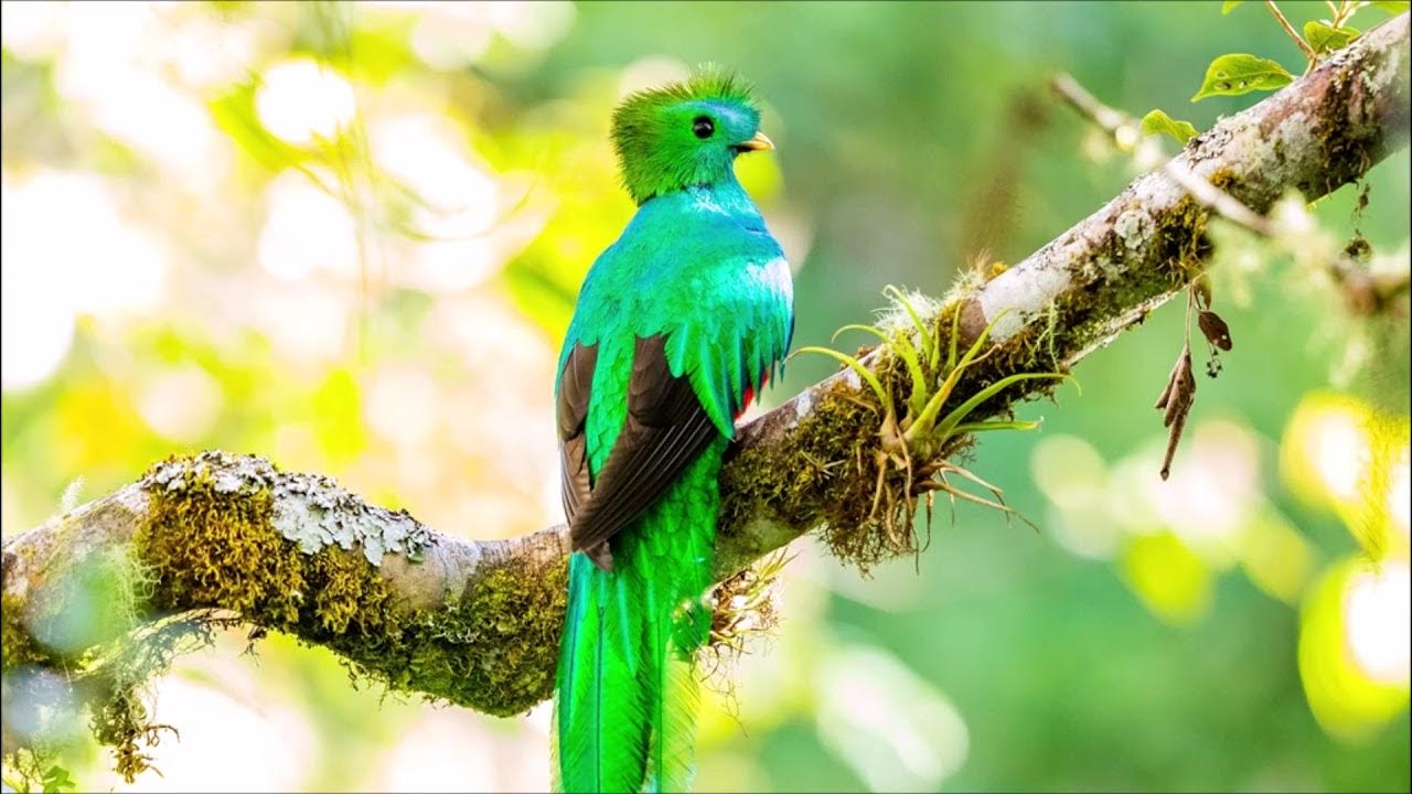 Quetzal Bird Sound Animal Sounds YouTube