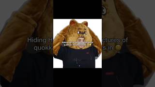 This is impossible 🥹✌️ #fypシ゚viral #straykids #stay #han #quokka #funnyasf #impossible #trend #skz