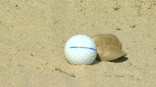 Hoffman pars No. 18 in Round 3 of Valero Texas Open