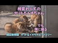 旭山動物園　相変わらずのオリトとイオちゃん…でも傍に居る　【English Subtitles】Orito & Io family　Lion family　Asahiyamazoo