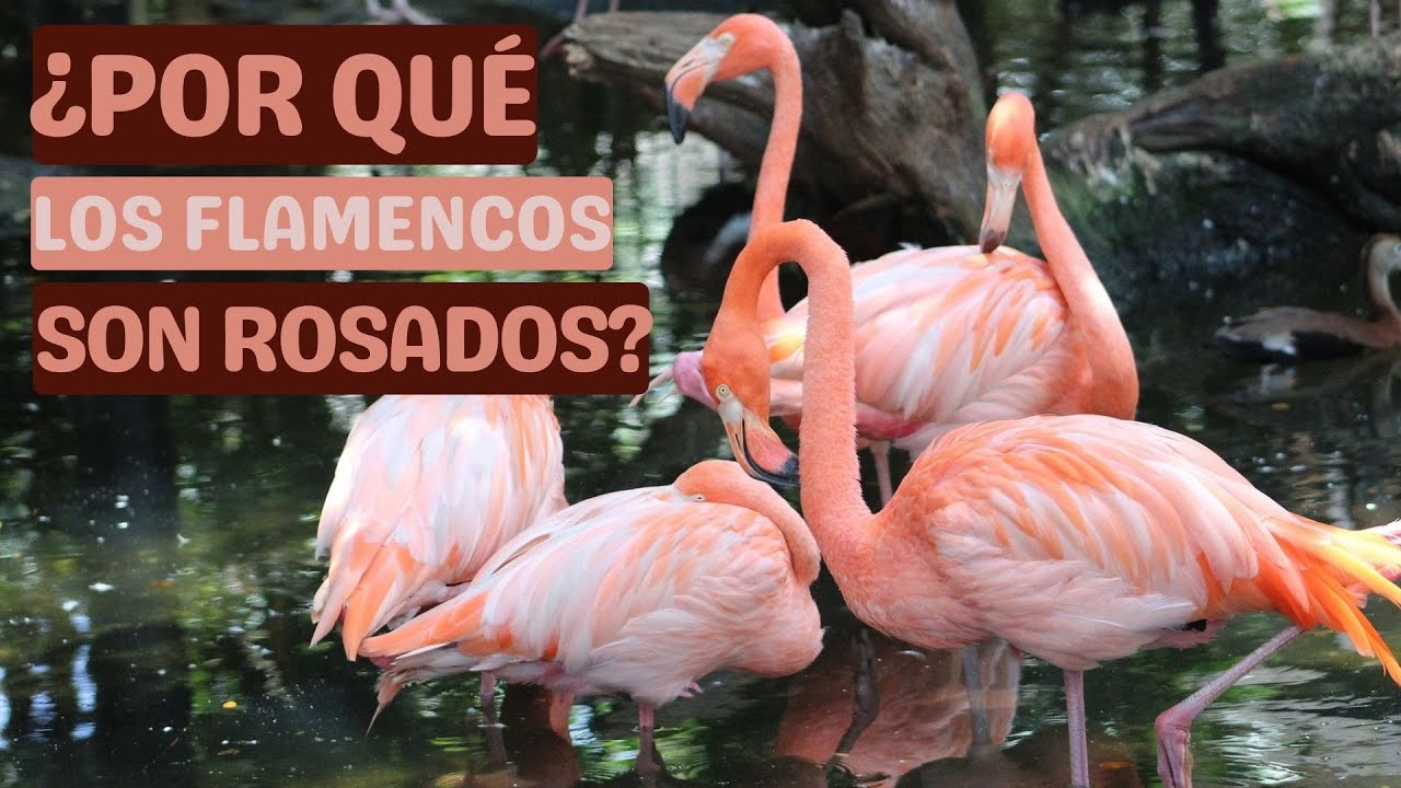 ¿Por Qué Los Flamencos Son de Color Rosa? 🦩 - YouTube
