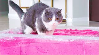 Can Cats Walk On Fluffy Slime?