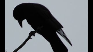 Ali Özkanlı - Bana Göre Değil