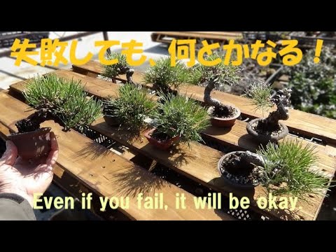 黒松盆栽（かなり古い） 黒松盆栽（かなり古い）
