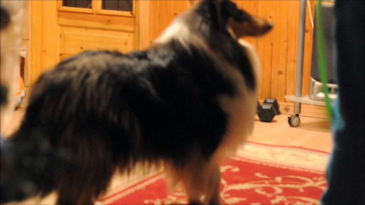 Rough collies first time try tricks with hoop YouTube