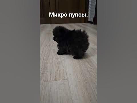 микро шпицы померанские. редкого окраса в таком крошечном размере ...