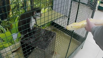 Обезьянка Анфиса и питон ДЖУНГЛИ ПАРК #zoo #snake #змея #python #monkey