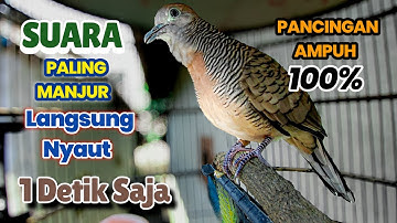 Perkutut Lokal Gacor Suara KUNG Besar paling ampuh bikin Perkutut nyaut gacor jadi bunyi 