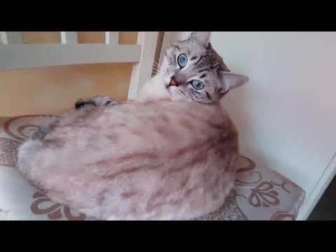 Pioggia rilassante con i gatti