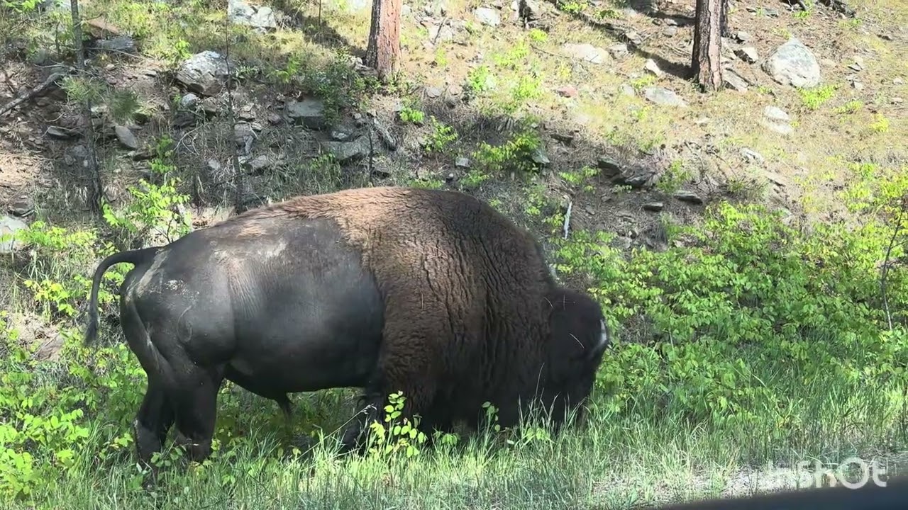 Jaw-dropping views and tight tunnels on the iconic Needles Highway in South Dakota's Black Hills! 🌲🚗