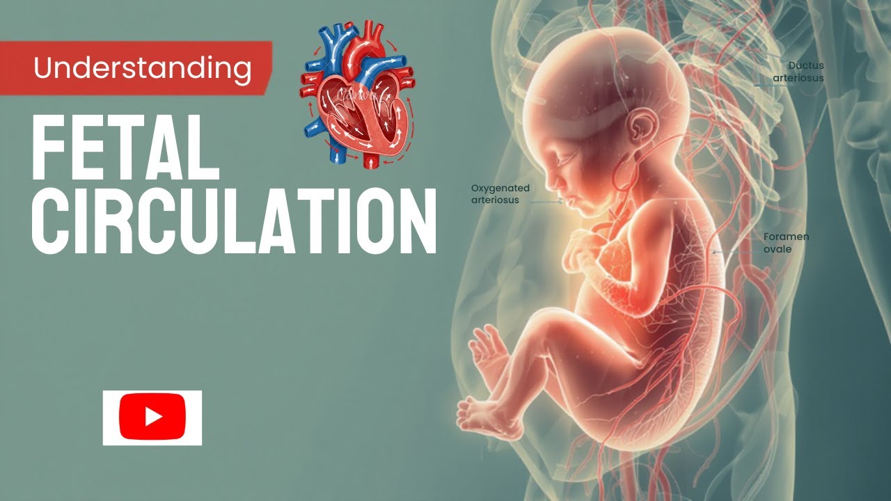 Understanding the concept of Fetal Circulation
