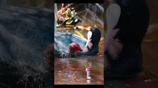 Download Lagu Coot - Fulica atra #120fps #satwa liar #burung langka #alam #burung #suara burung #suara alam MP3