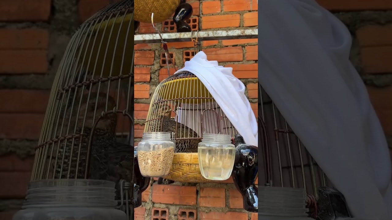 ĐA ĐA MÁI KÊU CHO AE VỰC BỔI(clip sưu tầm)