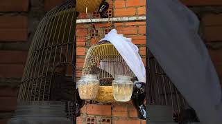 ĐA ĐA MÁI KÊU CHO AE VỰC BỔI(clip sưu tầm)