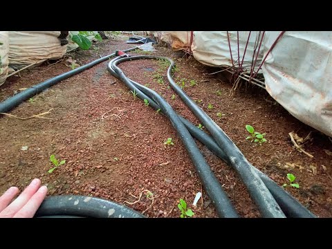 From the Greenhouse: Ground Sprouts June 2024