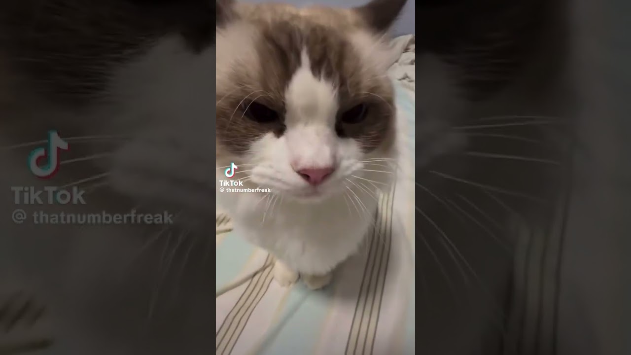 Mr. Boom cat original video 