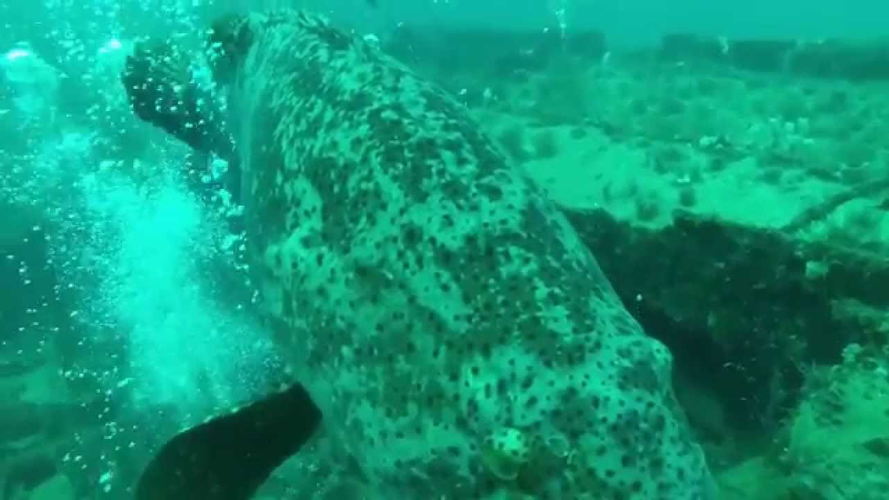 One Friendly Grouper