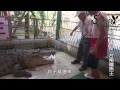 SIC 台南鱷魚王