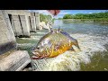 Dropping big live baits below a raging tunnel flooded canal fishing