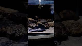 Feeding My Channa Ornatipinnis