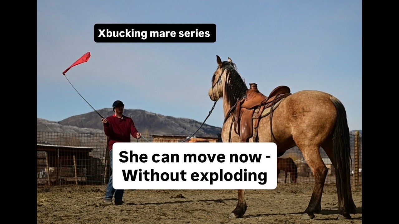 Кросс-бакинговая кобыла Ханна: мягкость движений при ходьбе, рыси и галопе.