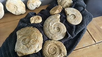 Fossil Friday Ep 11- Cleaning Fossils