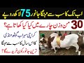 Biggest Qurbani Bulls 2023 Qurbani ka Sab se Big Cow Bail Animal Big Bakra Mandi in Pakistan
