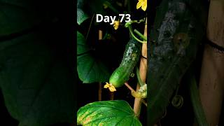 83 days in under 1 minute! Growing a cucumber from seed to harvest timelapse #timelapse #gardening