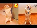 Funniest Animals - Fun with Cats and Dogs 2022 | WA #4