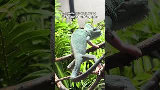 I tried to get some footage of Jellybean the chameleon using her dripper, but she was not down