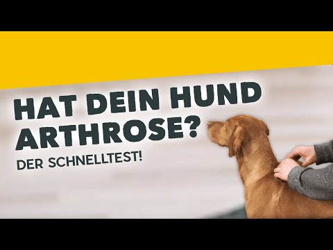 Video: Ist es in Ordnung, deinen Hund in einer Garage zu halten?