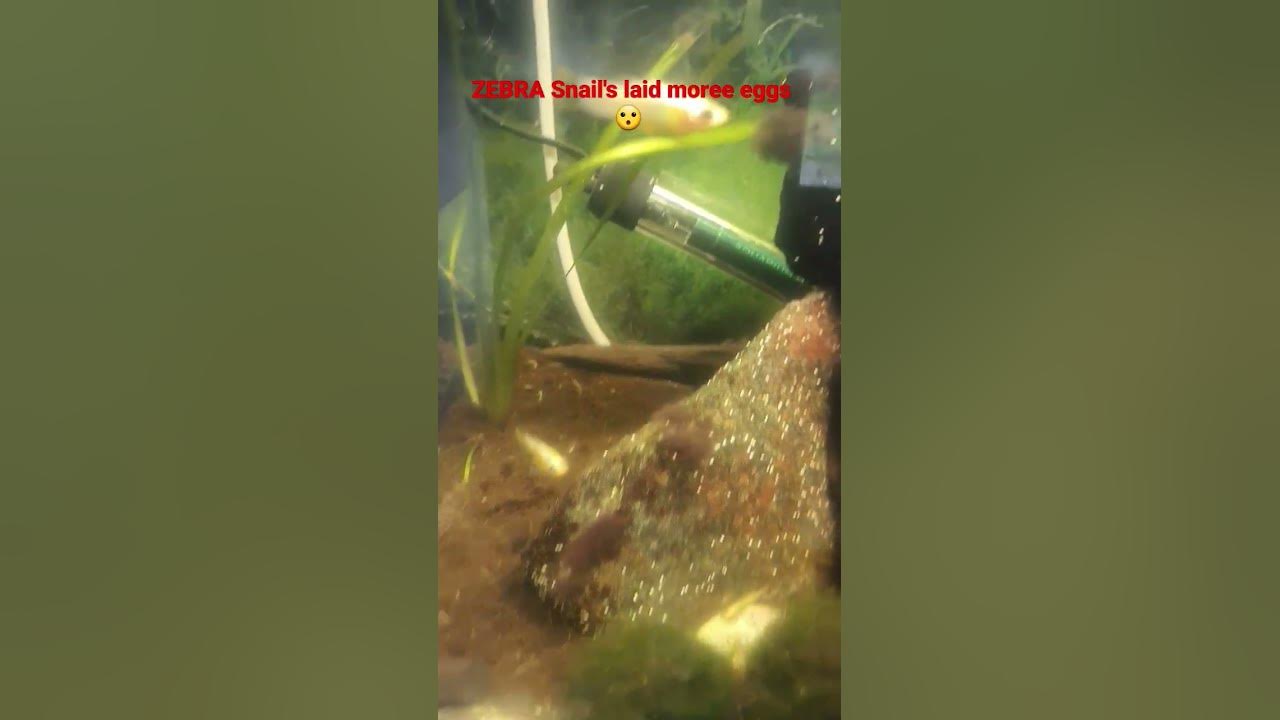 ZEBRA Snails laid moree eggs 😮 YouTube